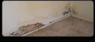 mold Remediation